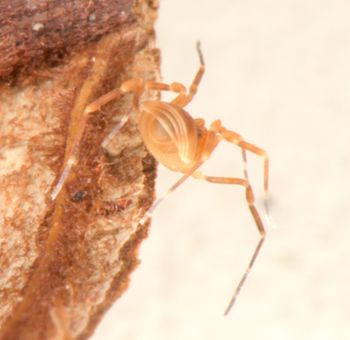 Media type: image;   Invertebrate Zoology 136540
